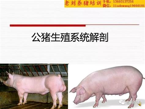 老刘养猪培训 解剖——生猪生殖系统解剖