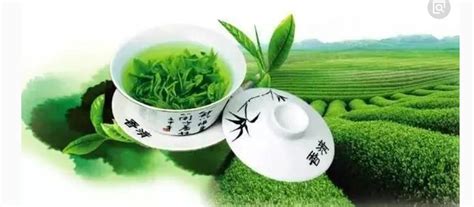 四大绿茶是哪四个,红茶和绿茶的功效与作用禁忌 - 茶叶百科