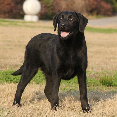 黑色的拉布拉多犬，为什么少人养？ - 知乎