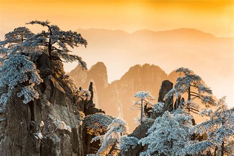 黄山松树图片