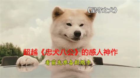 星守之犬：超越《忠犬八公》的感人神作，看前请准备好纸巾！！！_腾讯视频