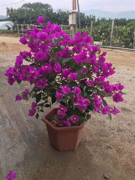 户外的紫色花树高清图片下载-正版图片600751810-摄图网