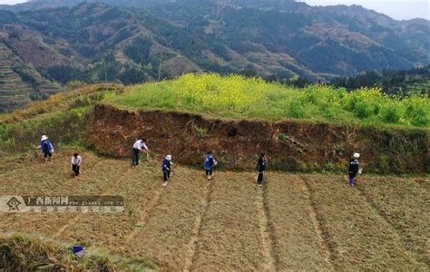 三江农户种植中草药增收脱贫(组图)_媒体推荐_新闻_齐鲁网