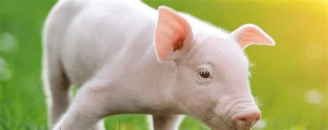 猪价持续“飘绿”，三大因素导致猪价下跌，专家预计月底上涨！_凤凰网视频_凤凰网