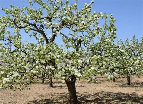 梨树不同时期的栽培管理-种植技术-中国花木网