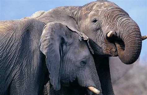 大象结构,大象鼻子转圈游戏,大象吃东西_大山谷图库