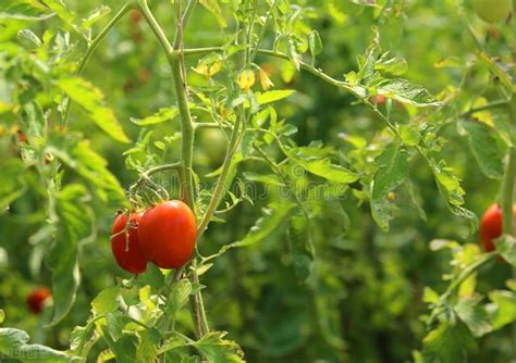 延时拍摄，一株西红柿的成长过程，长见识了