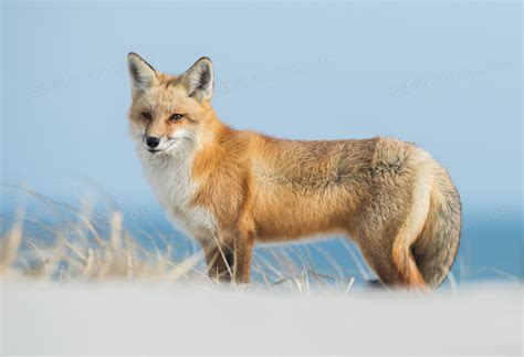 vulpes是最大的真正的狐狸高清图片下载-正版图片504306675-摄图网