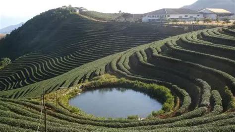 【茶文】细说普洱茶核心产区之——临沧茶区 - 知乎