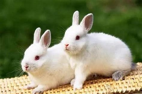 1975每属兔一生有二婚 1975属兔45岁桃花运