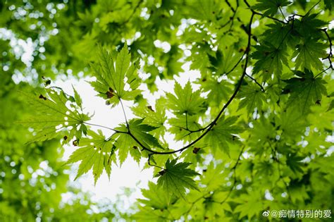 《法治日报》头版头条｜聚焦“两山理念”15年：湖州守青山护绿水绘就美丽中国新画卷_澎湃号·政务_澎湃新闻-The Paper