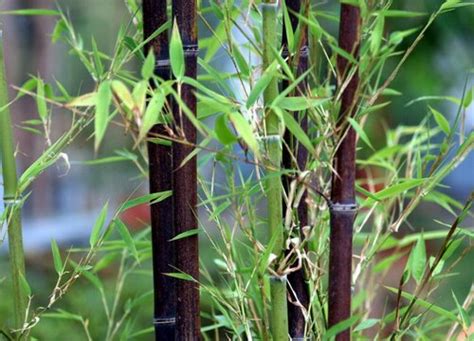 竹子的生长习性特点和生长环境条件-花海建设-长景园林网