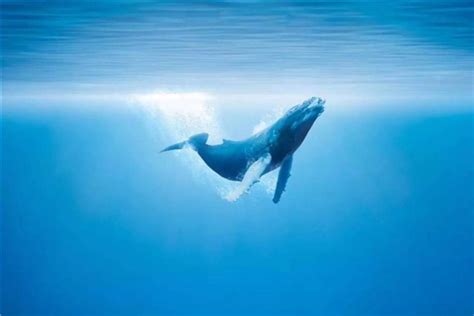 鲸鱼叫声音,犀牛叫声音,鱼叫声音_大山谷图库