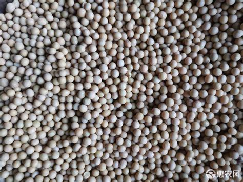 2020新东北大豆98斤 豆浆 黑龙江 产地批发 黄豆 粮址 成都批发-阿里巴巴