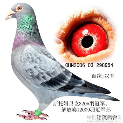 翔茂“世界名鸽汉基”鸽系-中国信鸽信息网相册