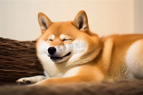 偷懒的图片