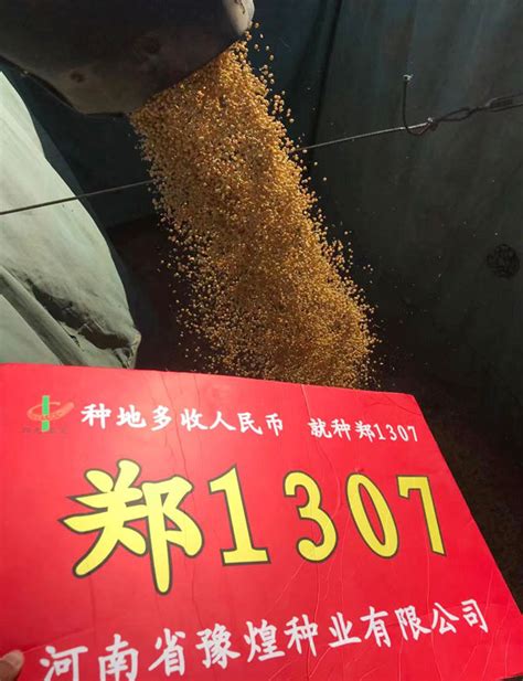 黑龙江省释放2022年玉米和大豆生产者补贴政策信号 - 行业资讯 - 黑龙江飞龙种业有限公司
