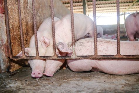 小粉红小猪仔是在农村的摊间里养大的高清图片下载-正版图片506636161-摄图网