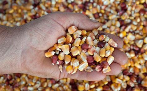 2021玉米种子最好的品种排行榜 - 惠农网