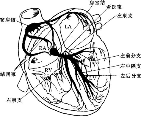 1-6 心脏传导系统-心血管-医学
