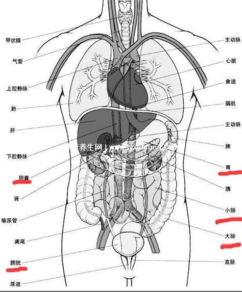 矢量人体内脏解剖图片免费下载_PNG素材_编号1xrinon41_图精灵