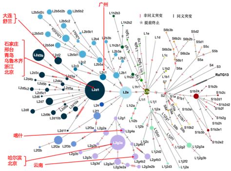 北大陆剑团队联合吕雪梅、张亚平课题组发表新型冠状病毒基因组的演化分析及谱系划分