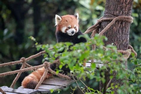 关注红山动物园的小动物 南京法院来帮忙