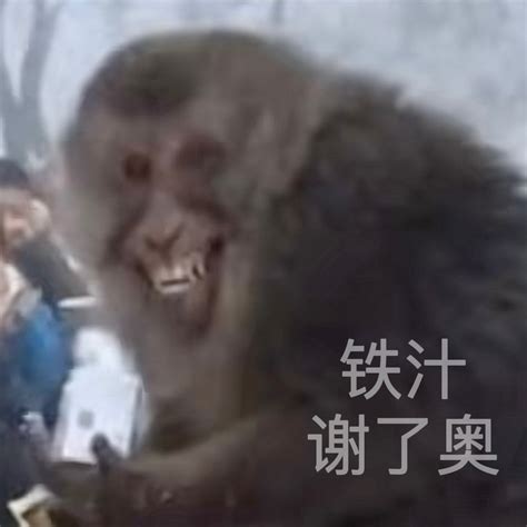 萌宠小猴子日常生活_腾讯视频