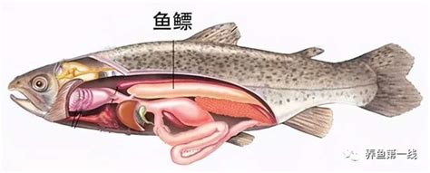 【哈佛教学】鱼的结构_身体