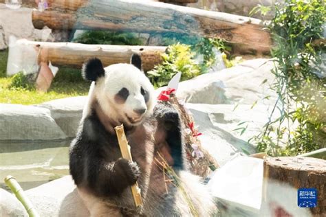 增进中俄友谊！大熊猫“如意”和“丁丁”落户莫斯科