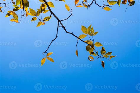 Bright leaves on blue sky and sunlight background 6174294 Stock Photo ...