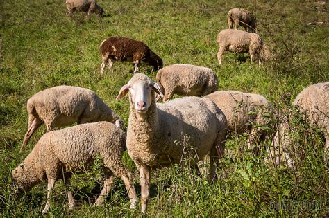 羊 羊群的羊 牧场 · 舍费尔 羊毛 一群 绵羊的毛图片免费下载 - 觅知网