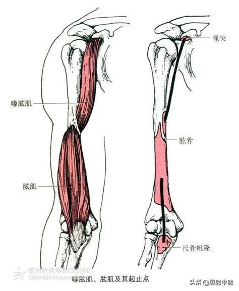 前臂肌肉解剖示意图-人体解剖图,_医学图库