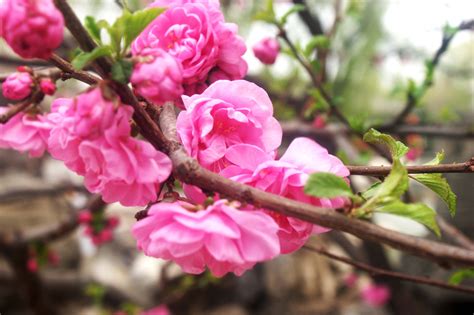 春天盛开桃花花枝自然风景摄影图高清摄影大图-千库网