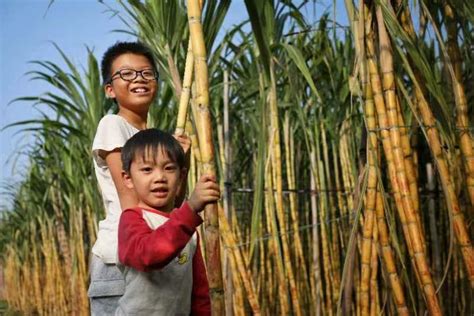 《在人间》第145期：来中国砍甘蔗的越南人_手机凤凰网