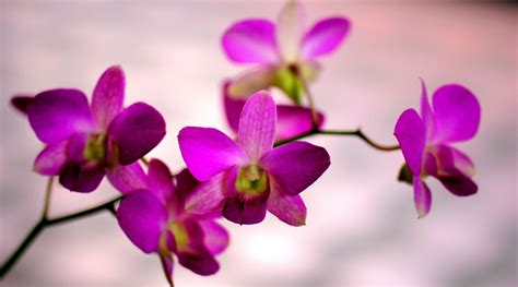 美丽的紫兰花高清图片下载-正版图片304202161-摄图网