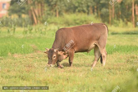 农村里散养的牛,家禽家畜,动物摄影,摄影素材,汇图网www.huitu.com
