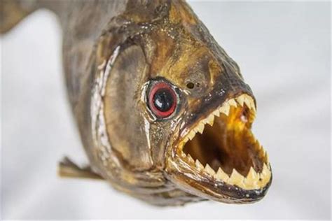 柳州食人鱼事件是不是真的 食人鱼拥有惊人的能力_小狼观天下