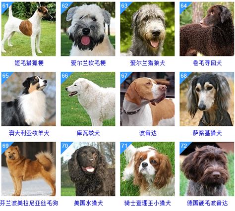 最可爱的十种狗狗品种_360新知