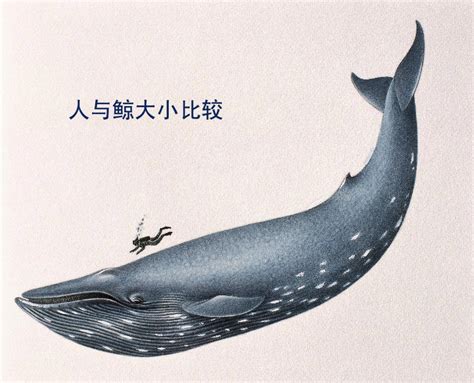 海洋最大的哺乳动物——蓝鲸-青岛水族馆官方网站
