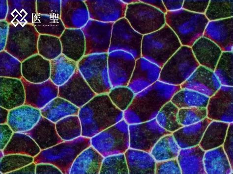 CIK细胞-江苏安泰生物技术有限公司官方网站