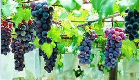 规模种植葡萄技巧 - 绿康有机肥公司