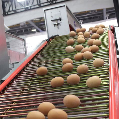 蛋鸡养殖设备集蛋器 集蛋爪自动捡蛋集蛋机 蛋鸡自动收蛋系统-阿里巴巴