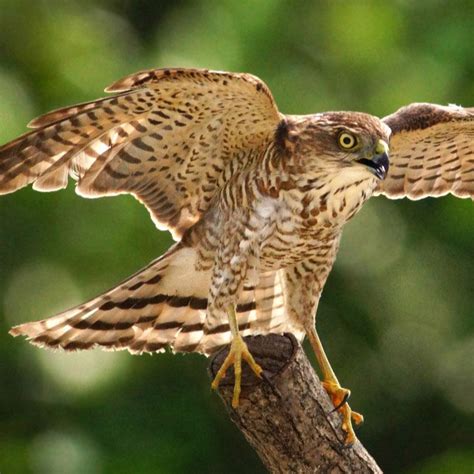 日本松雀鹰图片