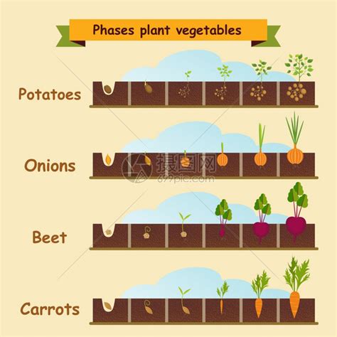 洋葱,胡萝卜,土豆,甜菜,植物的生长周期矢量插图插画图片下载-正版图片300925757-摄图网