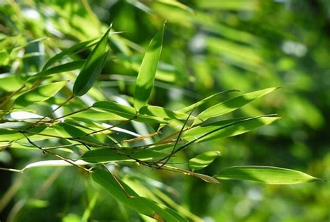 竹植物或幸运竹背景.高清摄影大图-千库网
