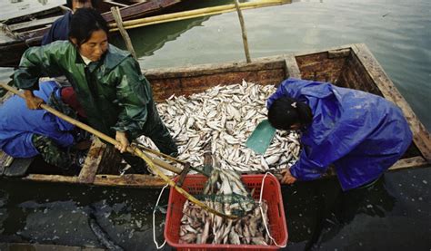 三峡大坝下的鱼群引关注：几十斤鲢鳙随处可见，百斤鳡鱼时隐时现|鳡鱼|鱼群|鲢鳙_新浪新闻
