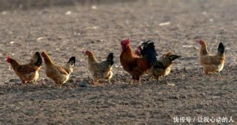 贵州大方：林下养鸡开启生态致富门