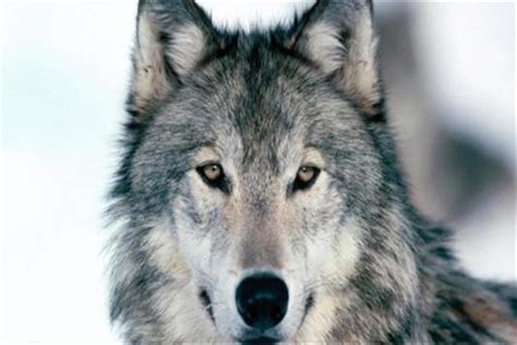 世界上最大的犬科动物：北美灰狼身长2米体重180斤_巴拉排行榜