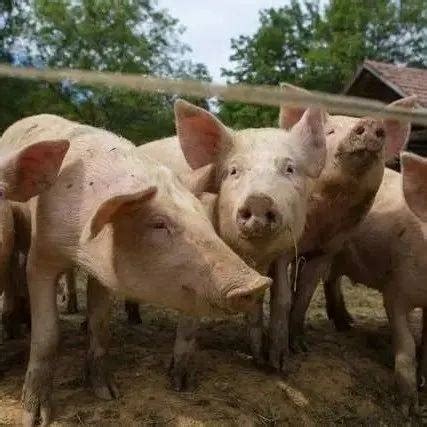预测丨2022年养猪恐比今年更难，散养户需要做好“三个准备”_饲料_养殖_环保